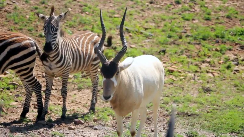 Addax Antelope