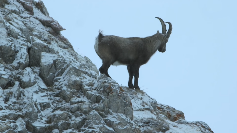 Alpine Ibex