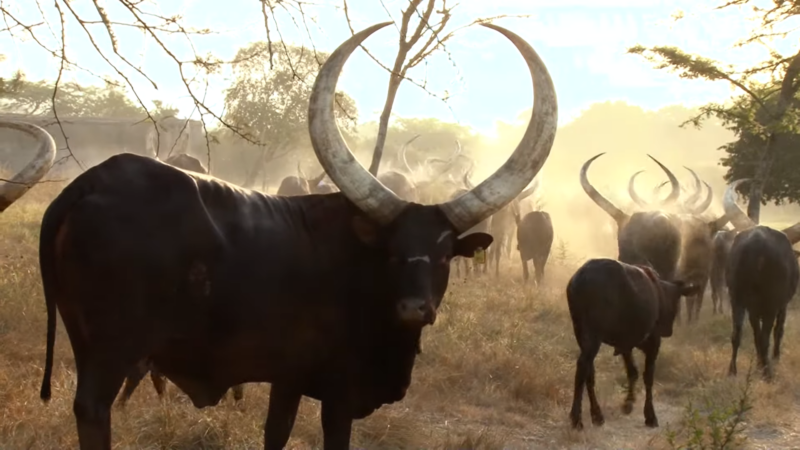 Ankole-Watusi Cattle