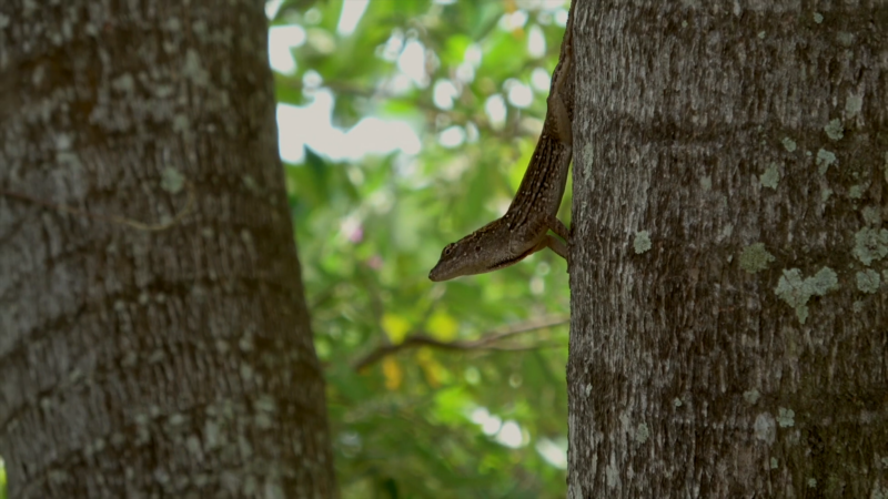 Brown Anole Lizard