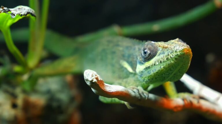 Discover some of the Most Common Lizards Found in Florida