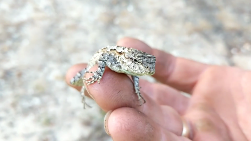 Eastern Fence Lizard