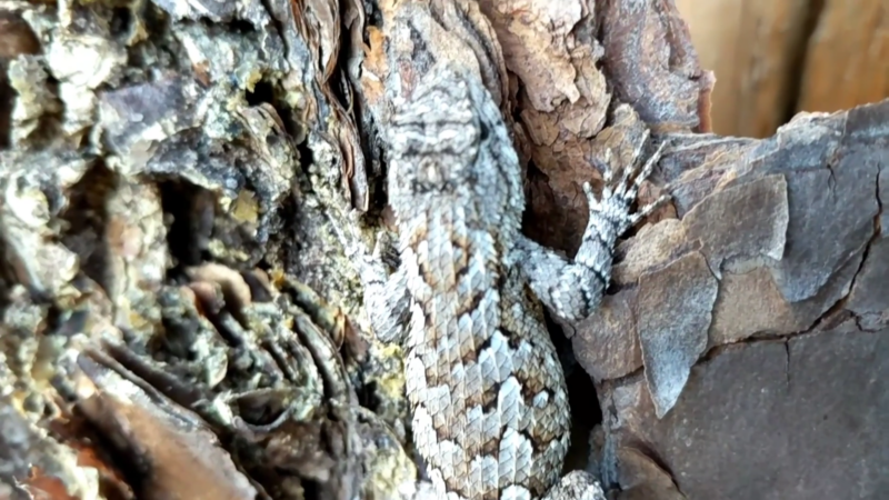 Eastern Fence Lizards Face a Range of Predators and Threats