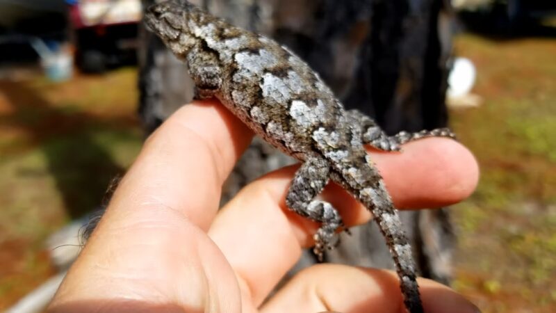 Florida Scrub Lizard