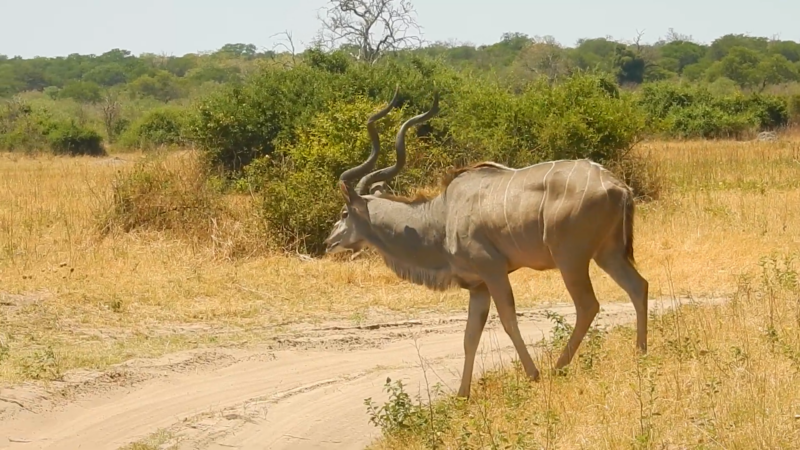 Greater Kudu