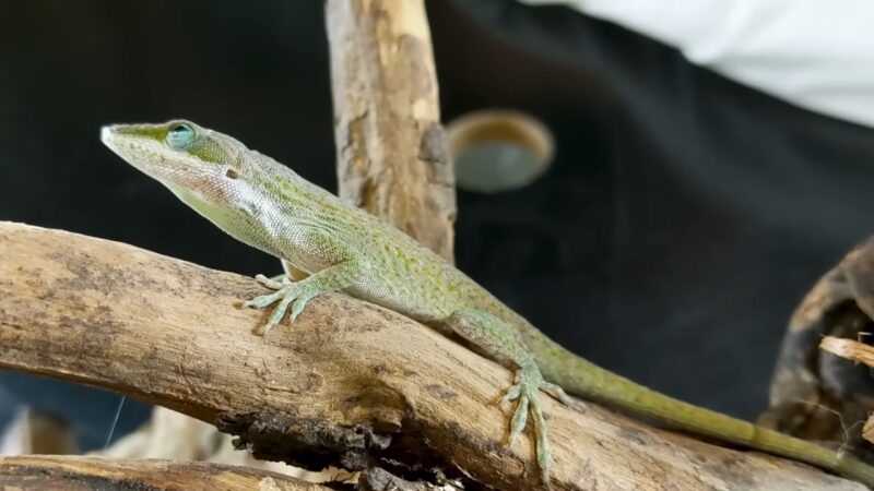 Green Anole Lizard