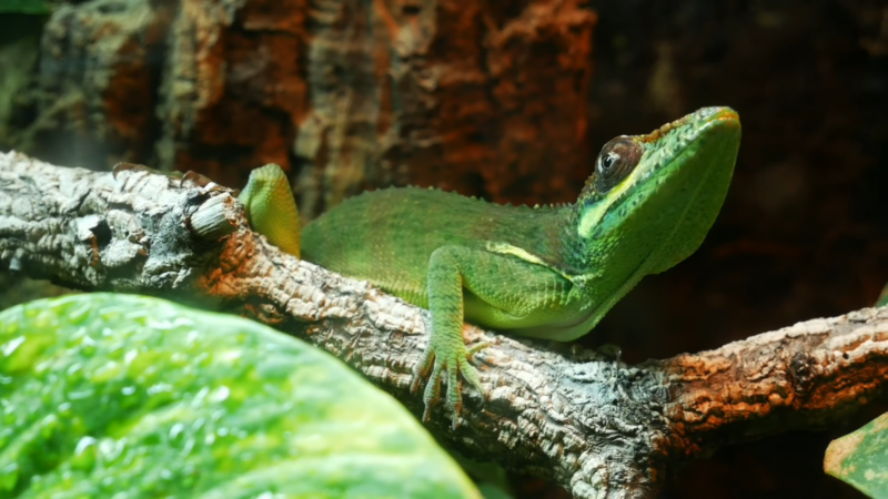 Knight Anole Lizard