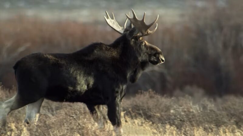 Moose with Long Horns