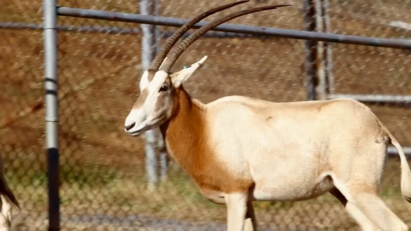 Scimitar Oryx