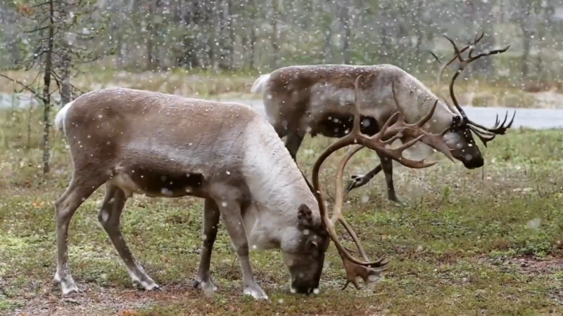 The Caribou Animal