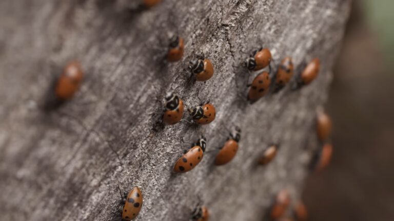 The Ladybug Swarm on the Wood