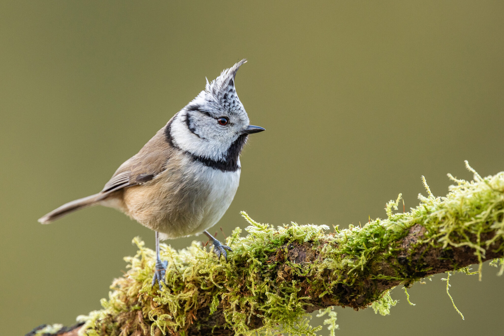 Crested Woodland Bird - Top 11 Habitats to Spot Them - Apple Daily