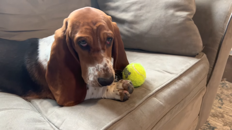 Basset Hound Dog for Apartment Living