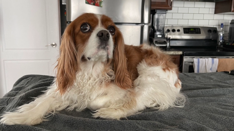 Cavalier King Charles Spaniel