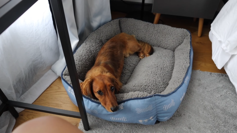 Dachshund for Apartment Living