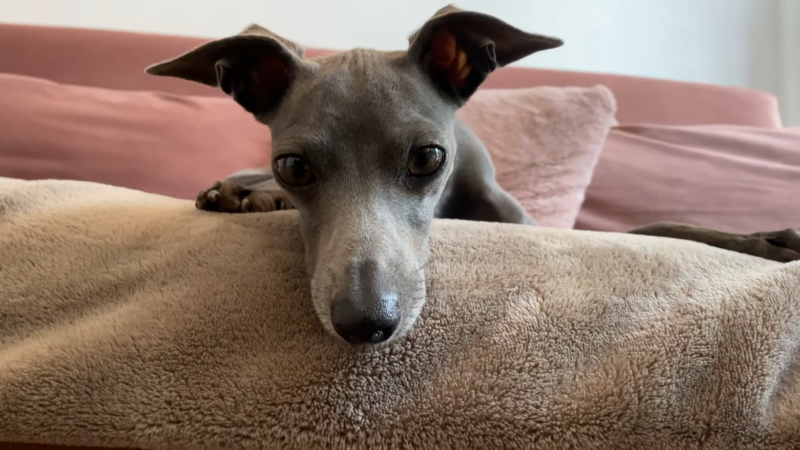 Italian Greyhound Puppy