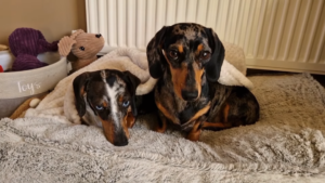 Long-Bodied Dachshund Dogs Suitable for Apartment Living