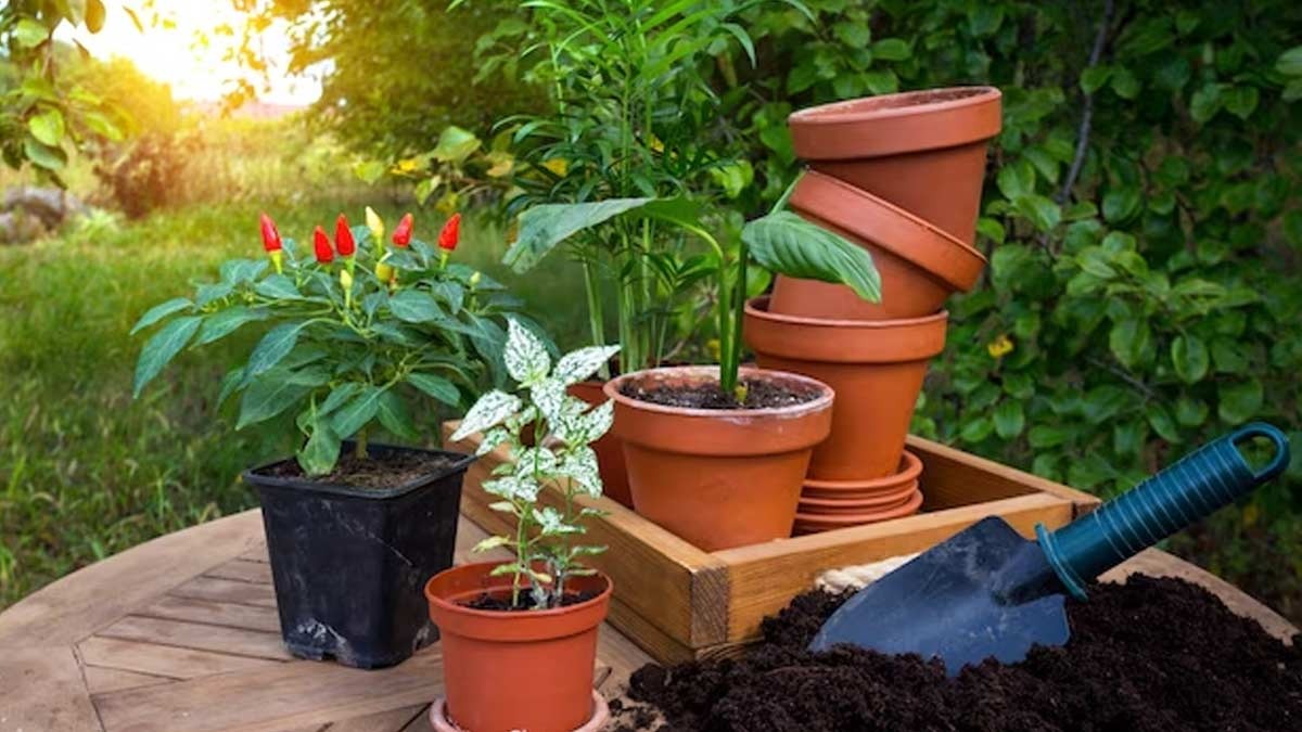 Choose the Right Plants for Garden