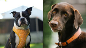 Two dogs show the difference in gear for the topic dog harness vs collar—one wears a harness, the other a traditional collar