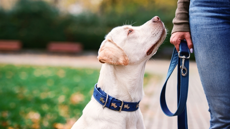A dog with a blue collar looks up at its owner holding a leash, showing the need for proper walking gear