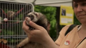 A woman gently holds a small ferret at an outdoor event showcasing exotic animals