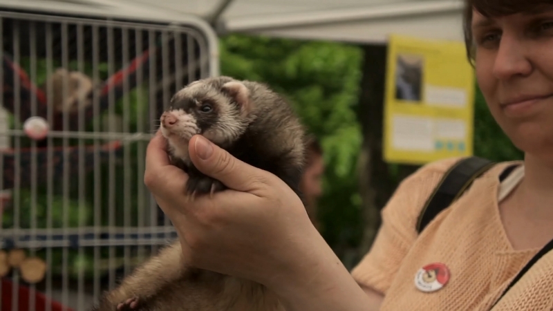 A woman gently holds a small ferret at an outdoor event showcasing exotic animals