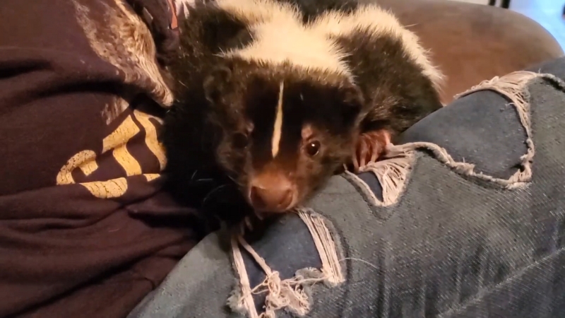 A de-scented skunk rests on a personโs lap and looks toward the camera