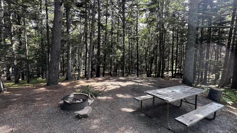 Campsite in a forest area of Acadia National Park during camping season
